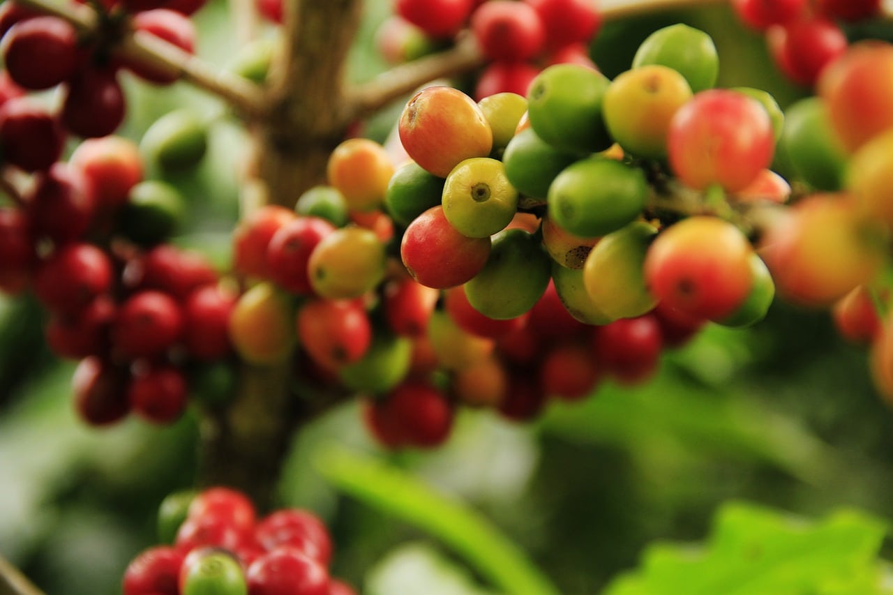 Primeiro levantamento da safra 2023 de café indica uma produção de 54,94 milhões de sacas
