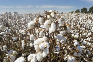 Brasil é o 2º maior exportador mundial de algodão e se prepara para alcançar o topo