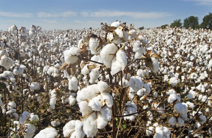Brasil é o 2º maior exportador mundial de algodão e se prepara para alcançar o topo