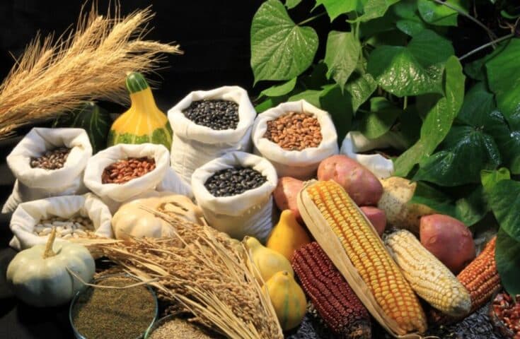 Novas regras para uso de sementes no país entram em vigor em março de 2023