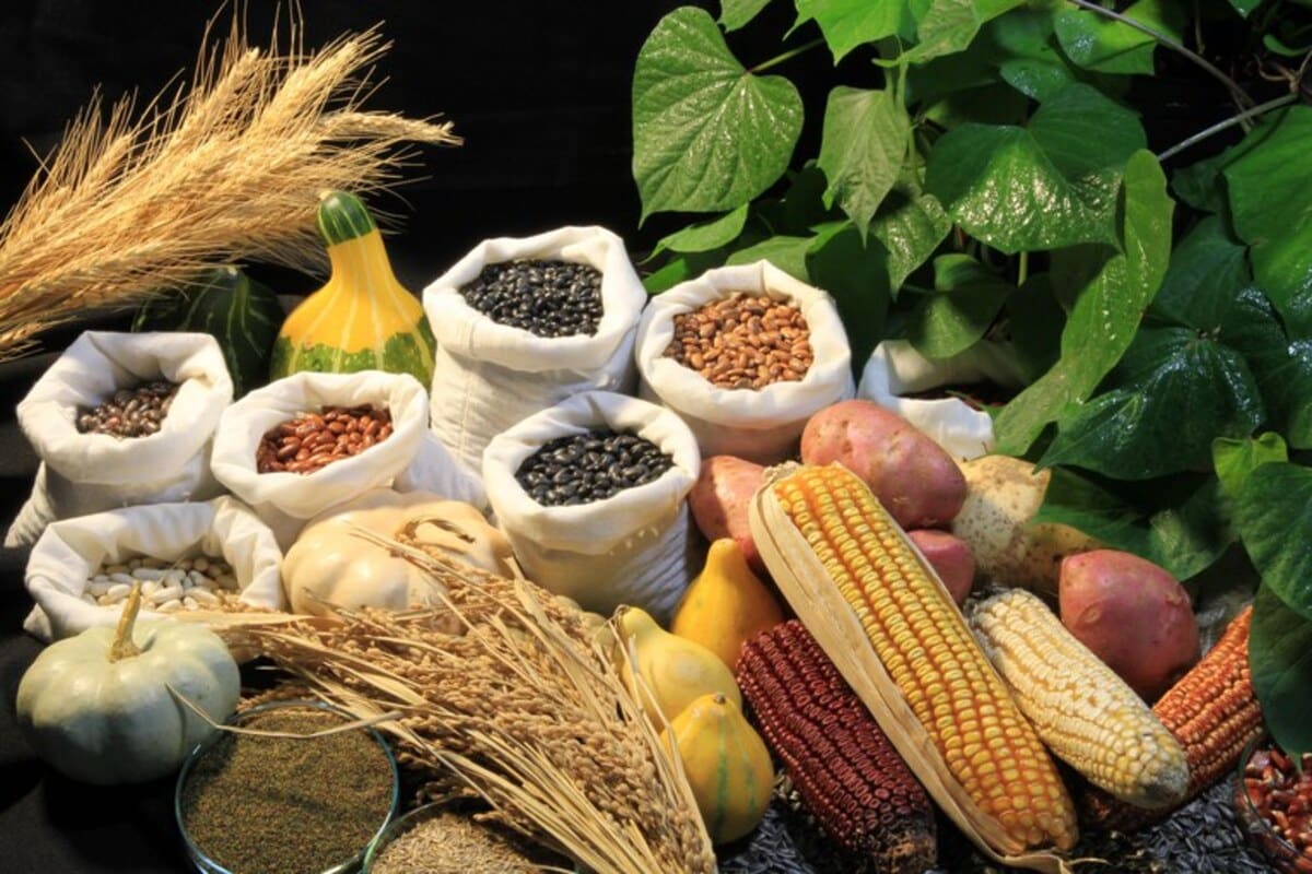 Novas regras para uso de sementes no país entram em vigor em março de 2023