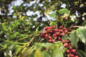 Preços, descarbonização e o futuro do café brasileiro
