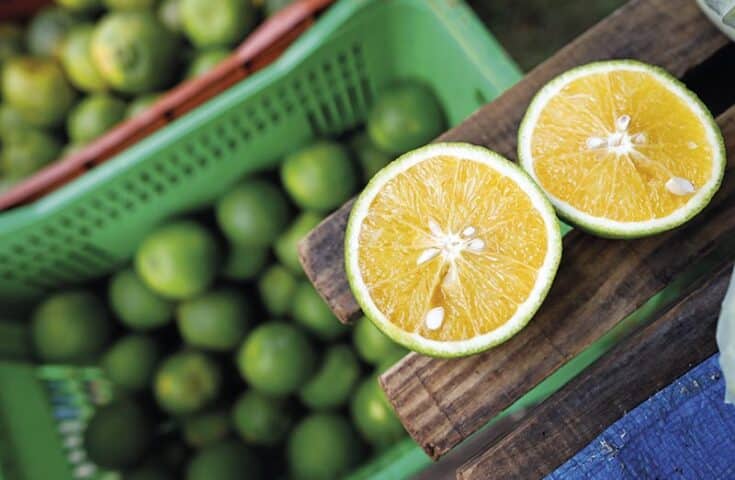 Produção de citros no Espírito Santo em meio a obstáculos e desafios