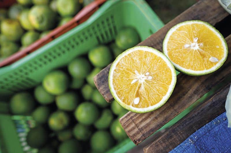Produção de citros no Espírito Santo em meio a obstáculos e desafios