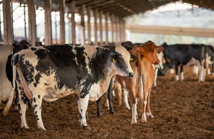 Caso do mal da vaca louca no Brasil é considerado atípico