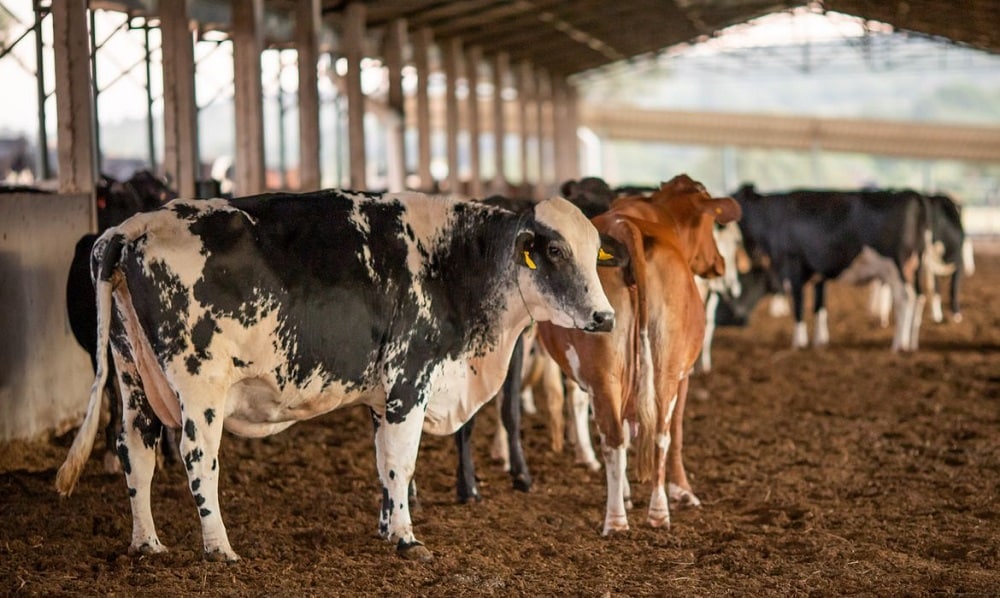 Caso do mal da vaca louca no Brasil é considerado atípico