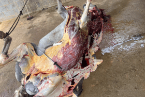 Abatedouro clandestino vendia carne de cavalo como sendo de boi em Viana