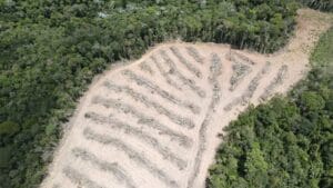 Idaf flagra mais de cinco hectares de vegetação destruídos em Santa Maria de Jetibá