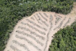 Desmatamento na Amazônia e Cerrado atinge níveis recordes em fevereiro