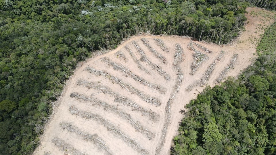 Desmatamento na Amazônia e Cerrado atinge níveis recordes em fevereiro