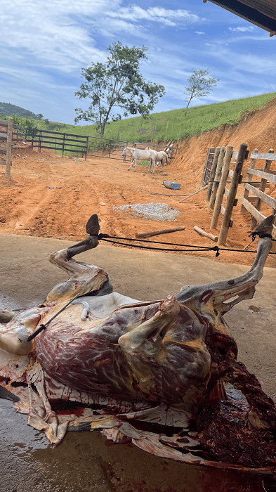 Operação conjunta apreende quatro toneladas de carne de cavalo em