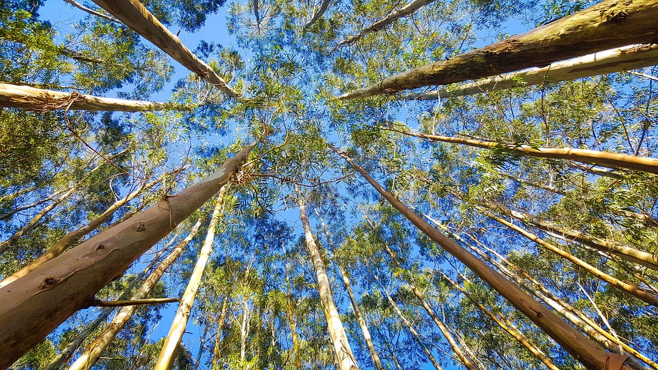 Acordo para criação de polo de silvicultura de espécies nativas no ES