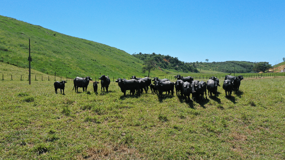 Búfalos da família Zucoloto encantam viajantes em Bonito, Viana