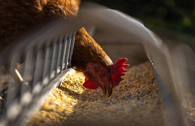 Japão vai retomar compra de frango do Espírito Santo