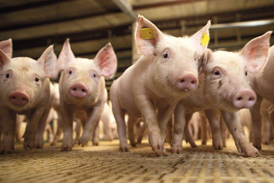 Consulta discute procedimentos para certificação de granjas de suínos