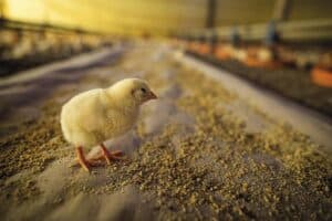 Desafios e avanços na produção de aves e ovos no Espírito Santo