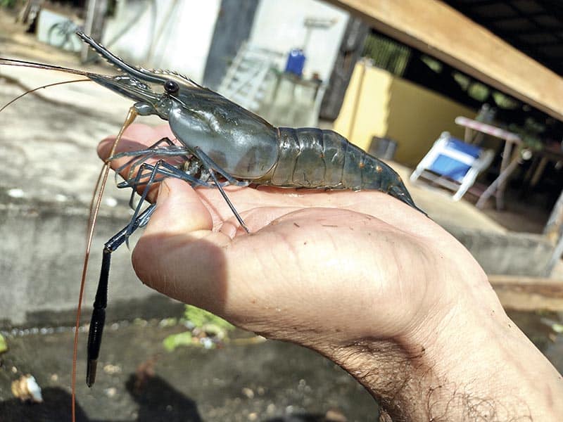 Criação de camarão da Malásia no ES: desafios e potencialidades