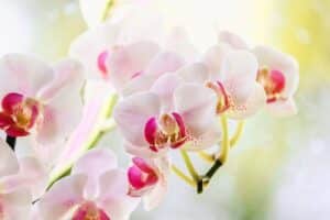 27ª Exposição de Orquídeas de Linhares será em setembro
