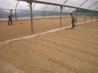 Como fidelizar produtores de café no fornecimento à cooperativa?