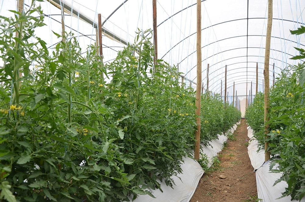Produção de tomate em estufas aumenta e traz benefícios no ES