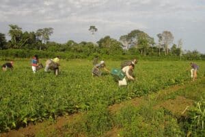 PAA: agricultores contam como melhoraram a renda e combateram a fome