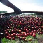 colheita café Bolsa Família