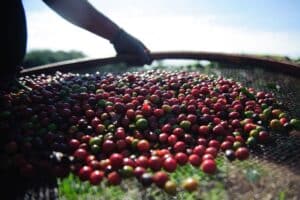 Brasil exporta 3,1 milhões de sacas de café em março