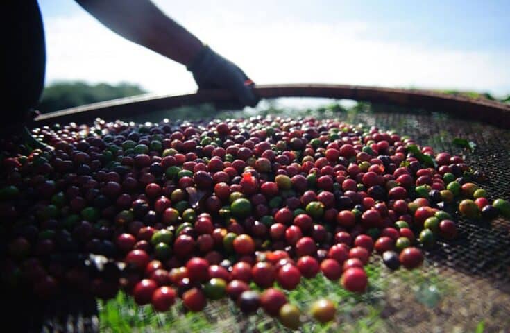 Brasil exporta 3,1 milhões de sacas de café em março