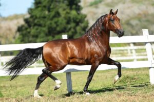Copa de Marcha reunirá cavalos de alto padrão em abril em Venda Nova