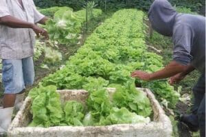 Merenda escolar em Nova Venécia terá mais de 30 alimentos orgânicos