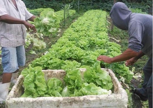 Merenda escolar em Nova Venécia terá mais de 30 alimentos orgânicos