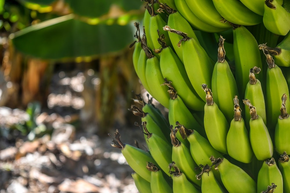 Com produção estável, pesquisa busca aprimorar cultivo de banana no ES