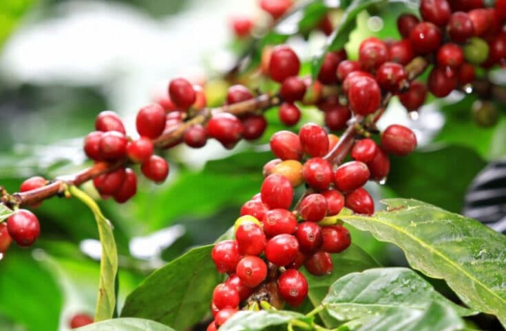 Indicações Geográficas de café terão plataforma com origem controlada