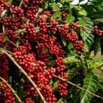 cafeicultura sustentável