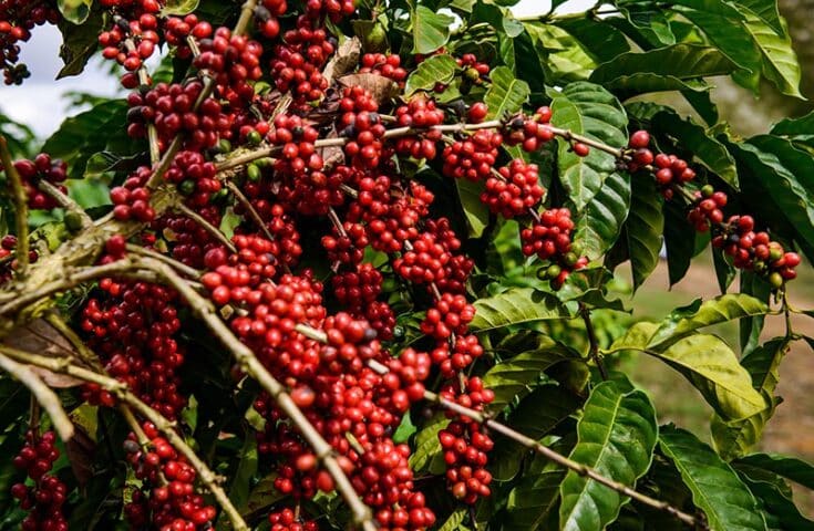 Distribuição de recursos do Funcafé impulsiona indústria do café