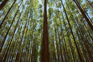 Suzano busca ampliar parcerias florestais no sul do ES
