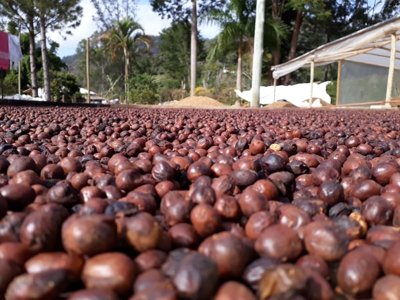 Dia Mundial do Café: conheça programa especial da Agricultura do RJ