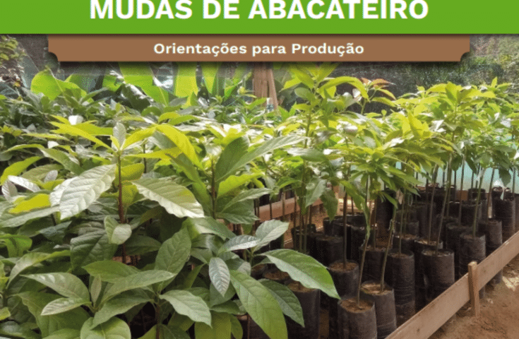 Publicada Cartilha ‘Mudas de abacateiro: orientações para produção’