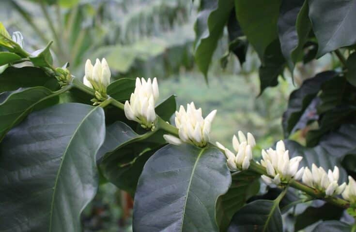 Centro de Comércio Internacional lança Guia do Café em português