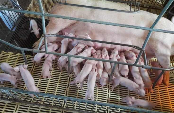 Como uma porca deu à luz 41 leitões em Santa Catarina?