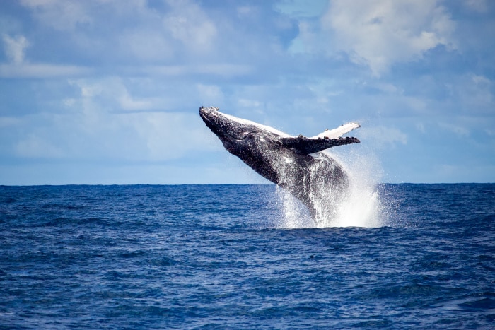 Está aberta a temporada de avistamento de baleias jubarte no ES