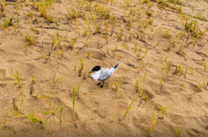 gripe aviária Espírito Santo Brasil
