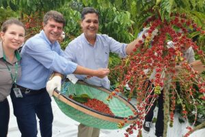Colheita do café conilon começa em Jaguaré, no Norte do Espírito Santo