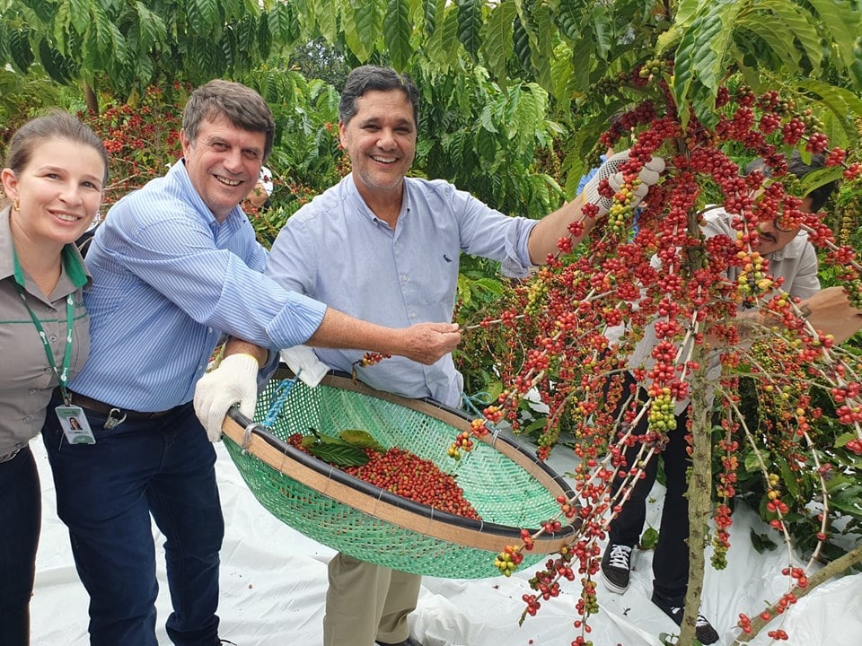 Colheita do café conilon começa em Jaguaré, no Norte do Espírito Santo