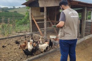 Gripe aviária: Idaf reforça orientação à população e vigilância