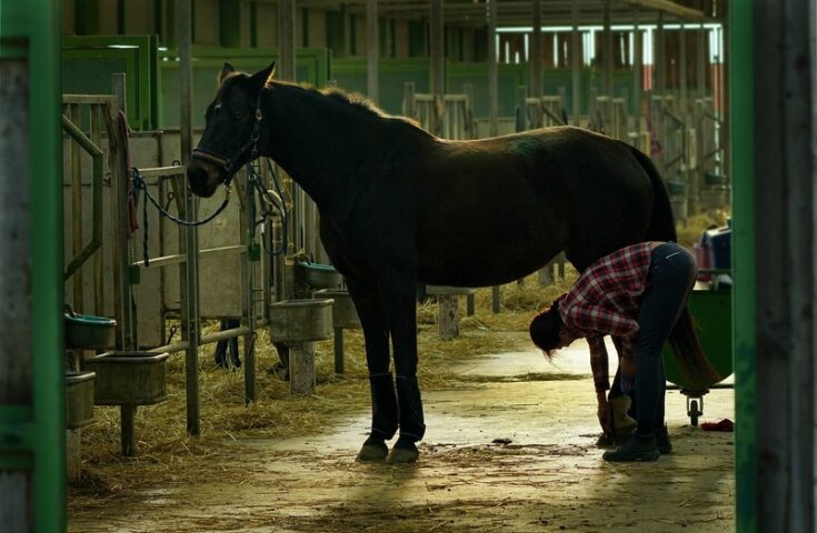 Autorizado 1º curso de técnico em veterinária do ES