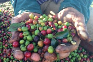 Governo capixaba lança programa inédito de cafeicultura sustentável