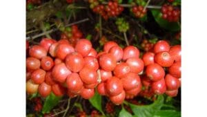 FICC chega a Jaguaré com 20 horas de debates sobre clima, precificação, mercado financeiro e o papel do Espírito Santo na liderança do conilon