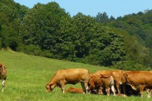Catar anuncia fim das restrições à importação de carne brasileira