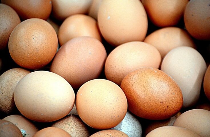 Exportações brasileiras de ovos têm receita recorde em abril